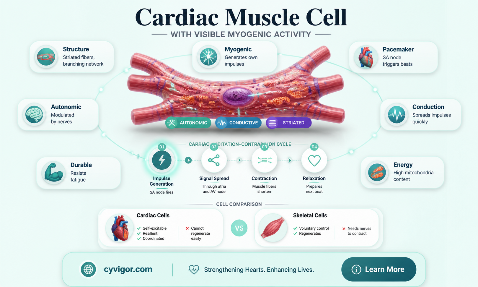 are cardiac muscle myogenic