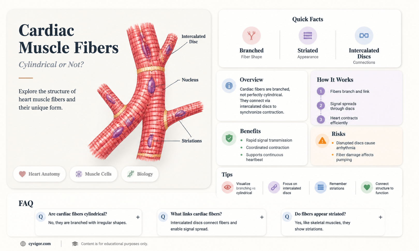 are cardiac muscle fibers cylindrical