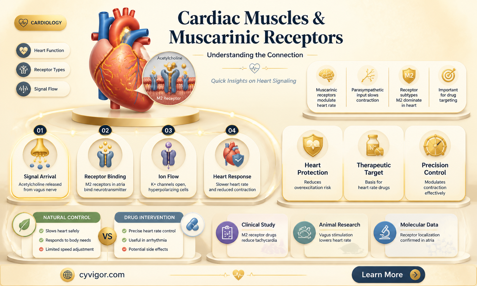 are cardiac muscles muscarninic