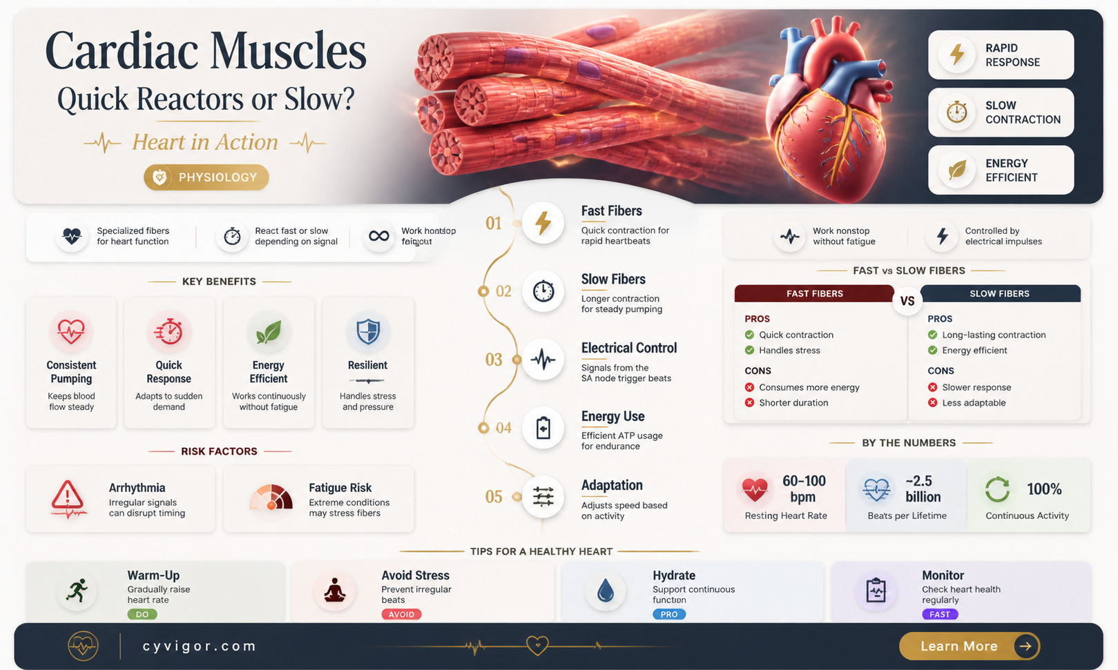 are cardiac muscles fast reacting