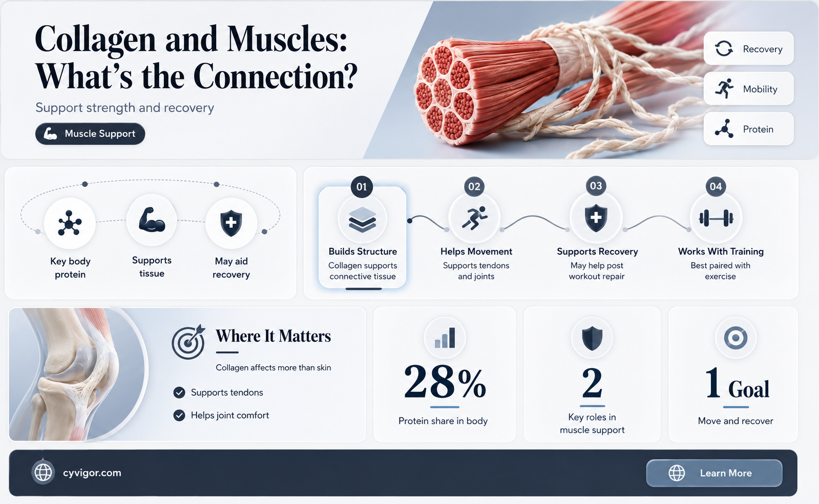 are muscles made of collagen