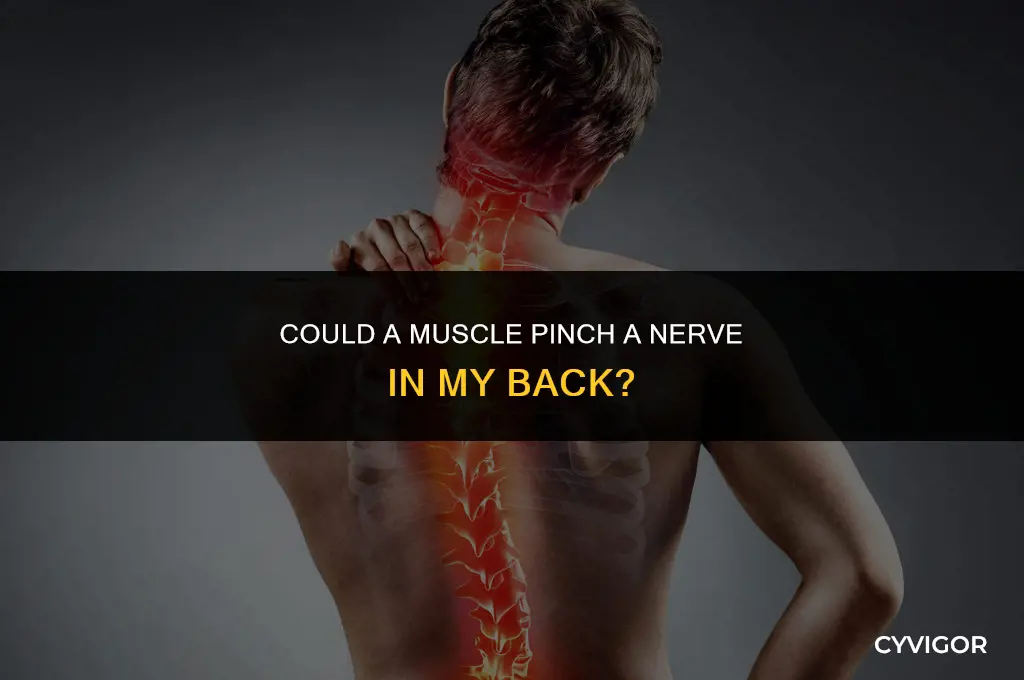 could a muscle pinch a nerve in my back