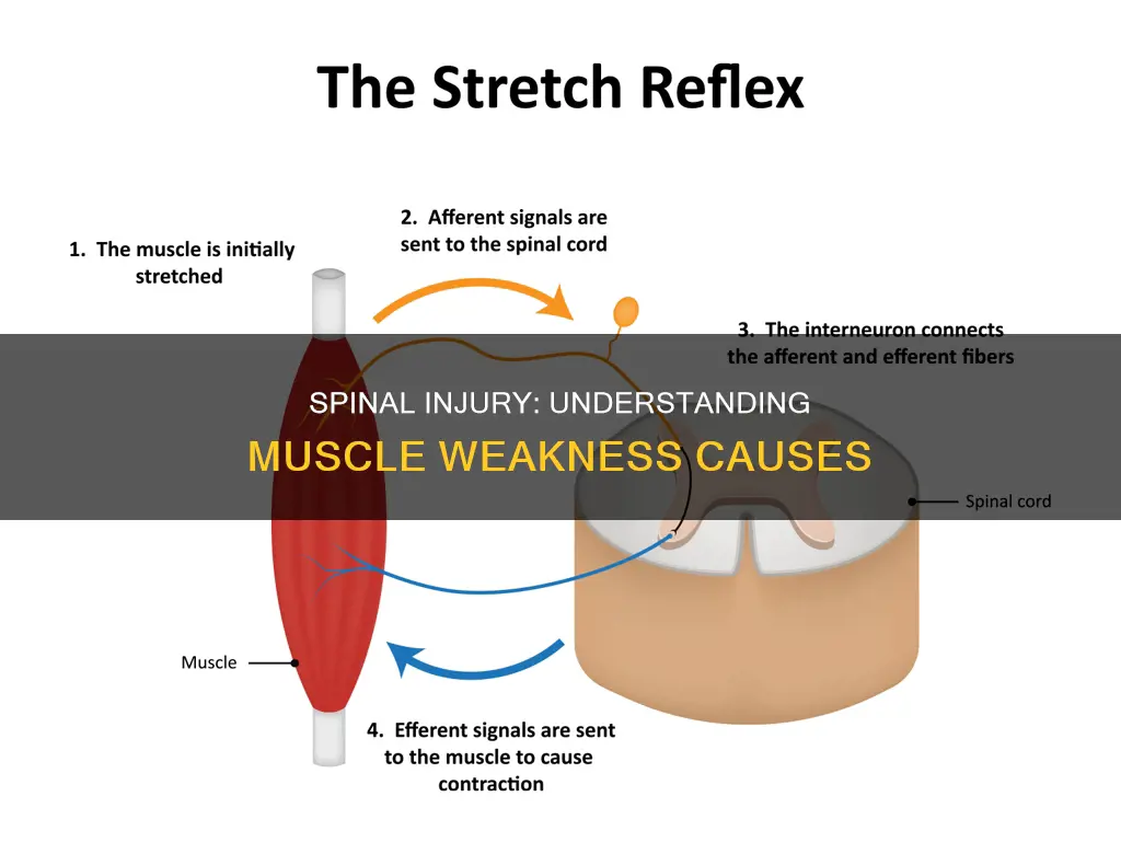 could a spinal injury cause muscle weakness