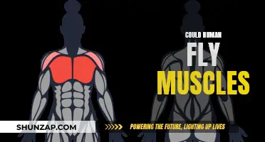 Human Flight: Muscle Power vs. Gravity