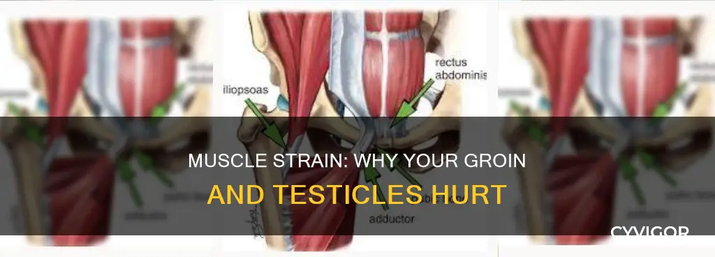 could muscle strain cause discomfort in my balls