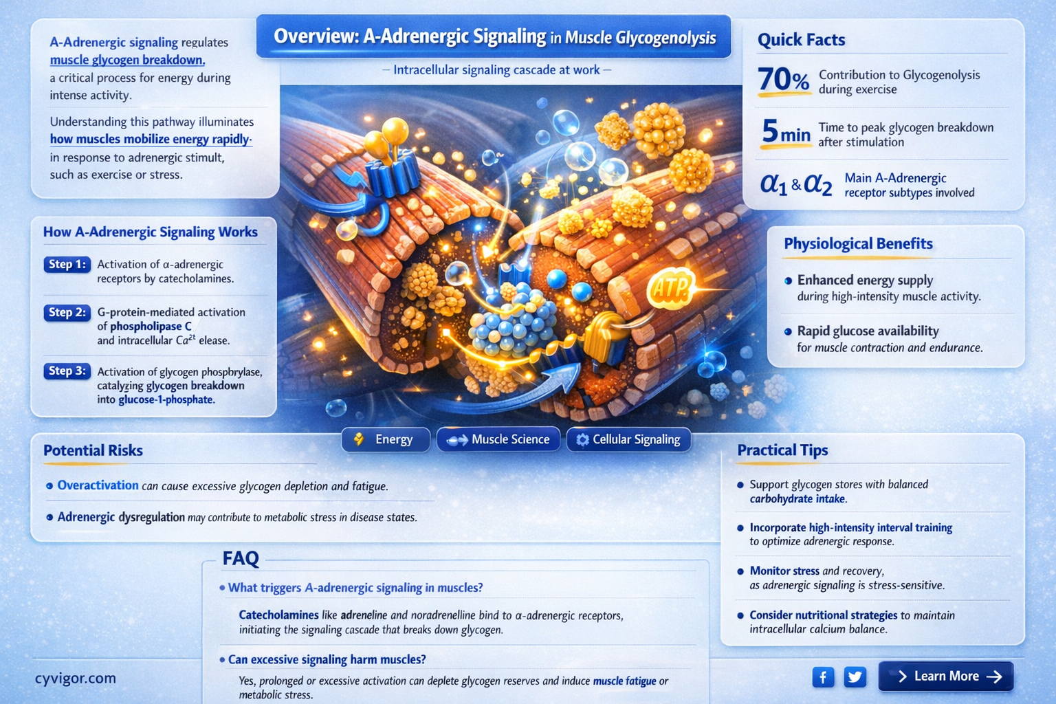 a-adrenergic signaling glycogenolysis muscle