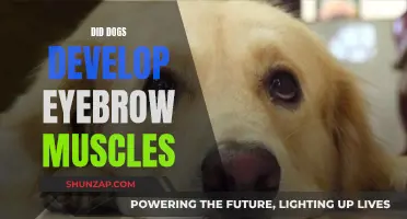 How Did Dogs Develop Their Eyebrow Muscles?