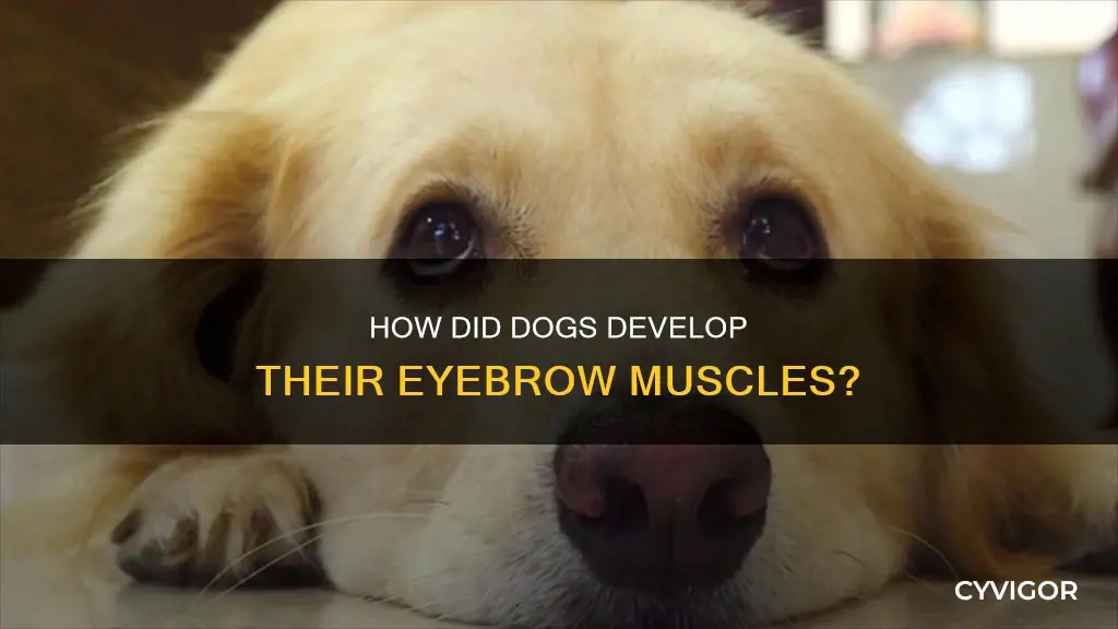 did dogs develop eyebrow muscles