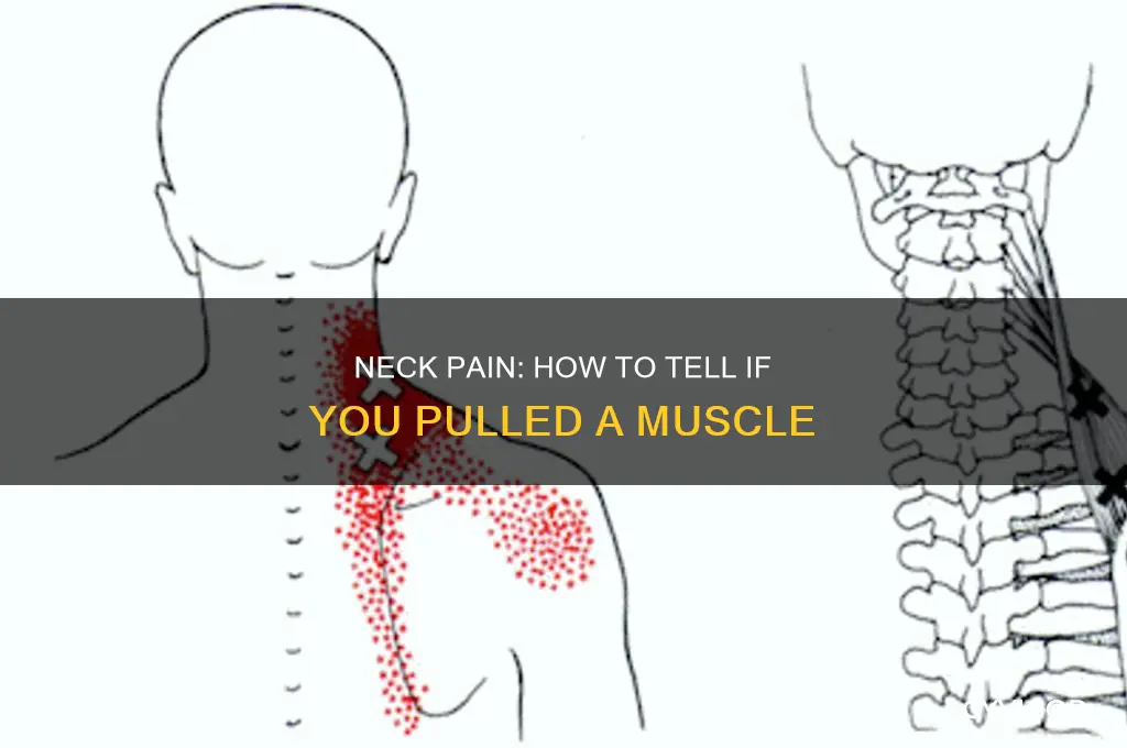 did i pull a muscle in my neck