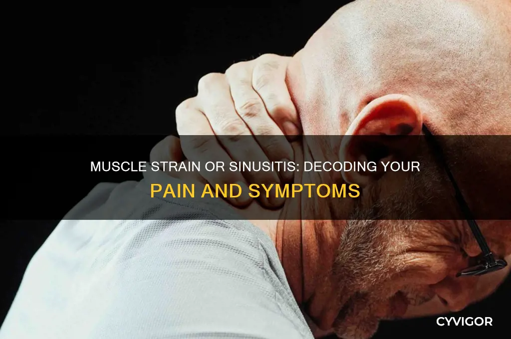did i pull a muscle or is it my sinusitis