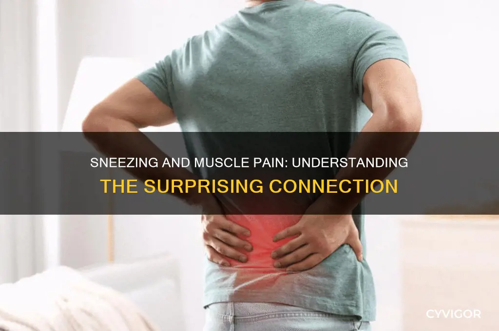 did i pull a muscle when sneezing