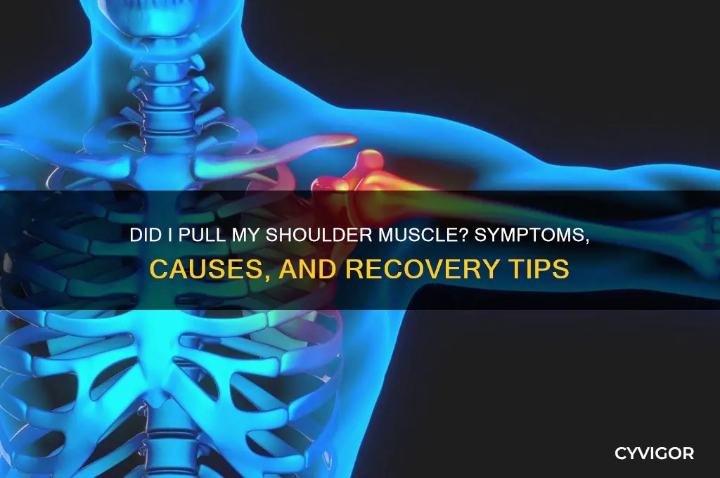 did i pull my shoulder muscle