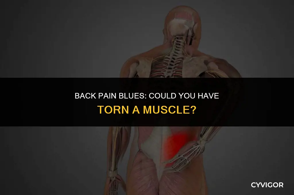 did i tear a muscle in my back