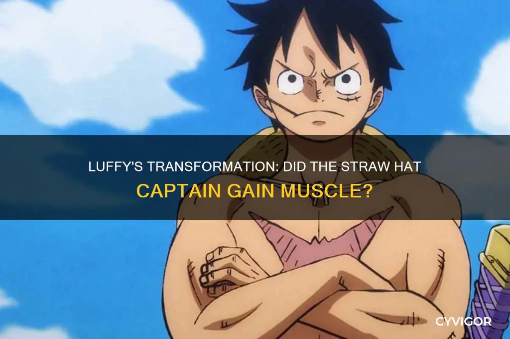 did luffy gain muscle