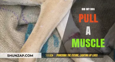 Did My Dog Pull a Muscle? Signs, Causes, and Care Tips