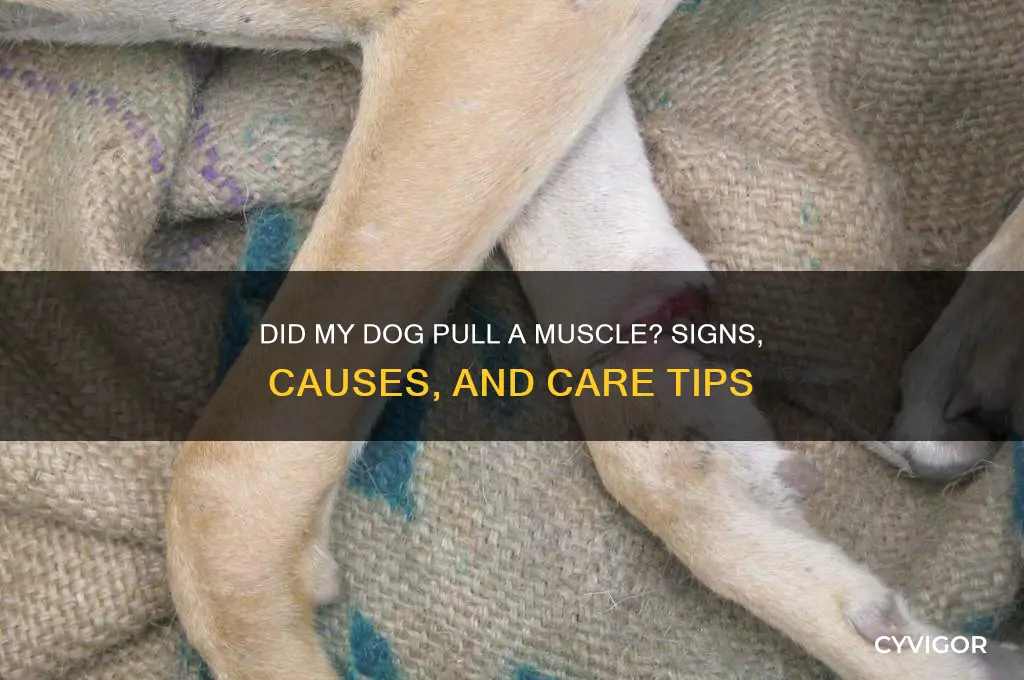 did my dog pull a muscle