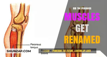 Unveiling the Truth: The Peroneus Muscle Rename Mystery