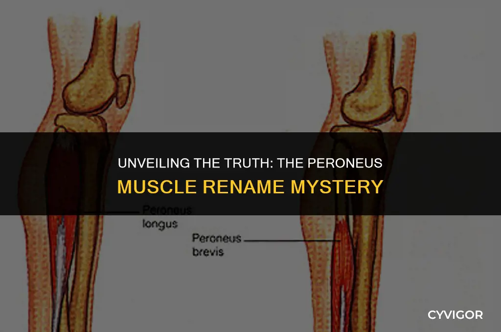 did the peronius muscles get renamed
