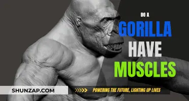 Gorillas' Muscular Might: Nature's Strongest Beasts