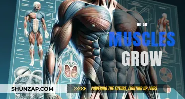 Can You Build Bigger Abs? The Truth About Ab Muscle Growth