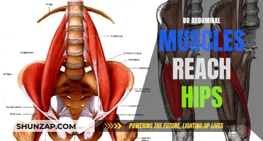 Abdominal Muscles and Hip Connection: Myth or Fact?
