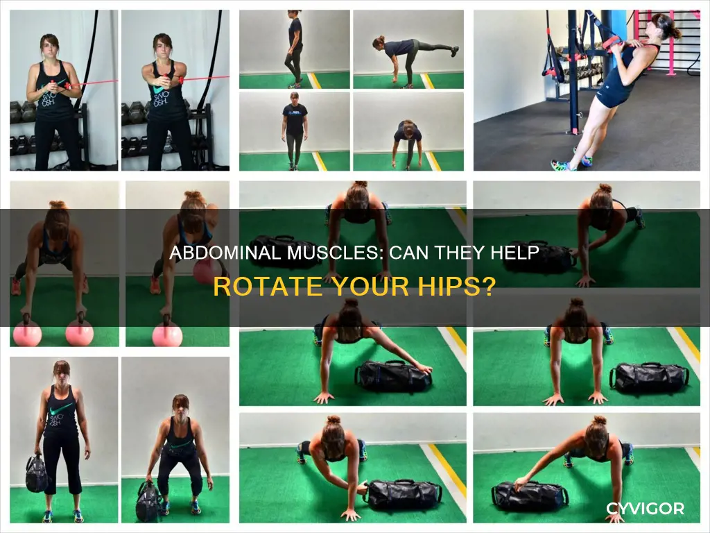 do abdominal muscles rotate hips