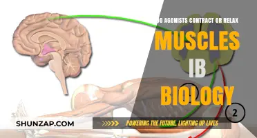 Agonists' Role in Muscle Contraction or Relaxation: IB Biology Explained