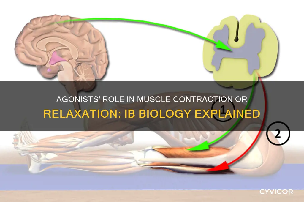 do agonists contract or relax muscles ib biology