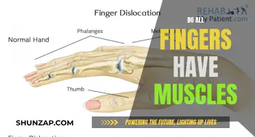 Exploring the Muscular Composition of Our Fingers