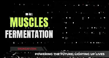 Muscle Fermentation: Fact or Fiction?