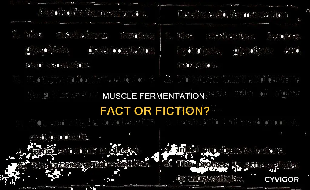 do all muscles fermentation