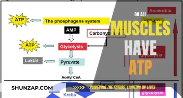Muscle Function: ATP's Role and Importance Explored