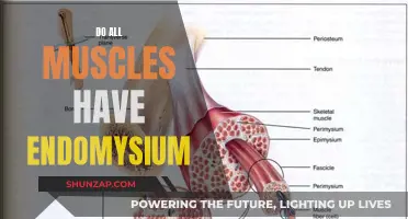 The Intriguing World of Endomysium and Muscles