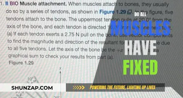 The Mystery of Muscle Flexibility: Unlocking the Fixed Potential