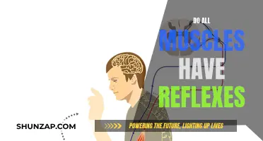 Understanding Muscle Reflexes: Are They Universal?