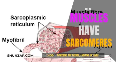 Sarcomeres: The Building Blocks of Muscles?