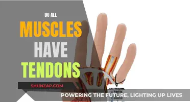 Tendons and Muscles: What's the Connection?