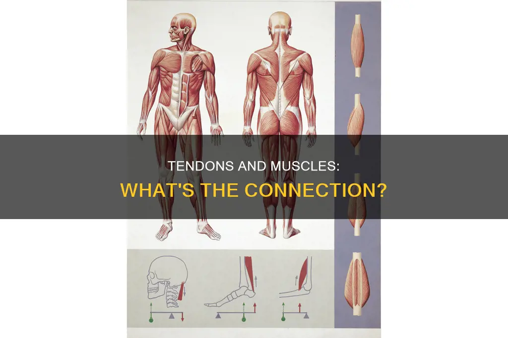 do all muscles have tendons