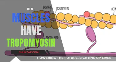 Tropomyosin: A Universal Feature of Muscles?