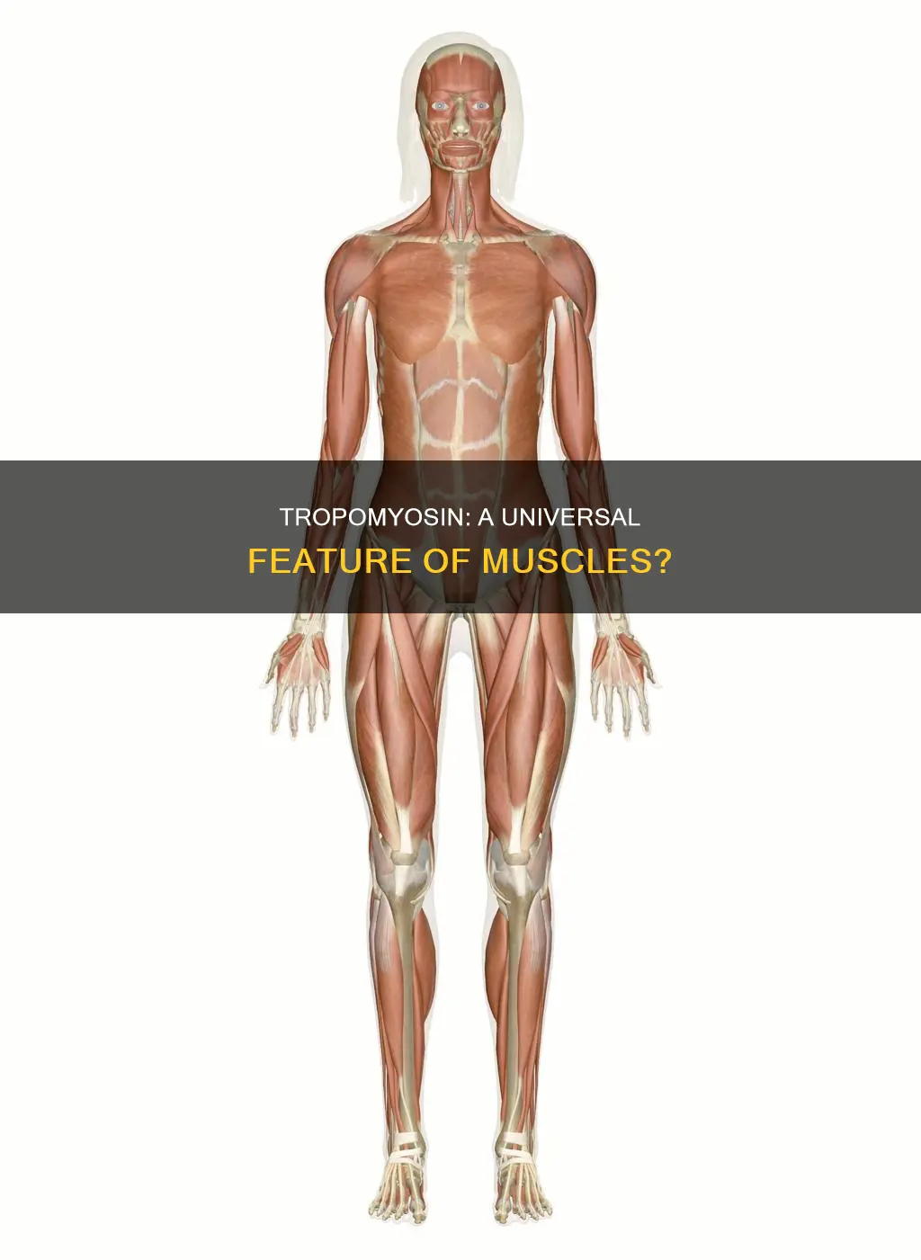 do all muscles have tropomyosin