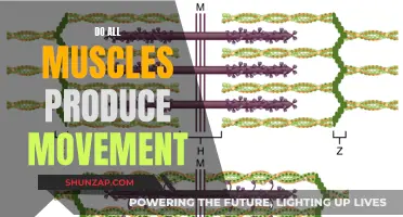 Muscle Movement Mechanics: Do They All Flex?