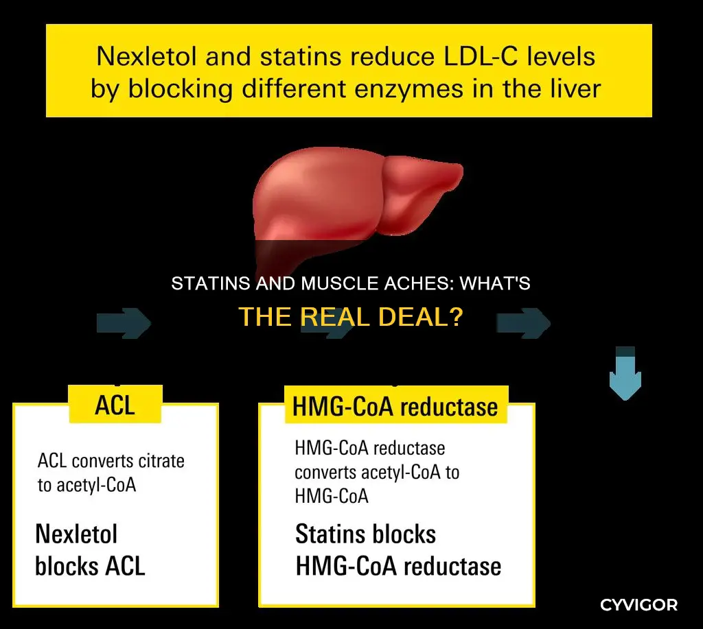 do all statins cause muscle aches