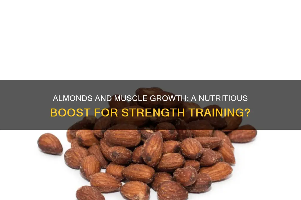 do almonds help you gain muscle