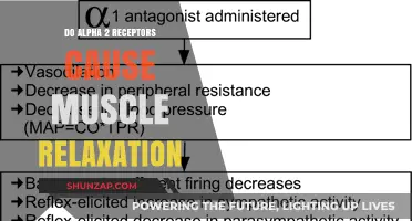 Alpha 2 Receptors: Muscle Relaxation Triggers?