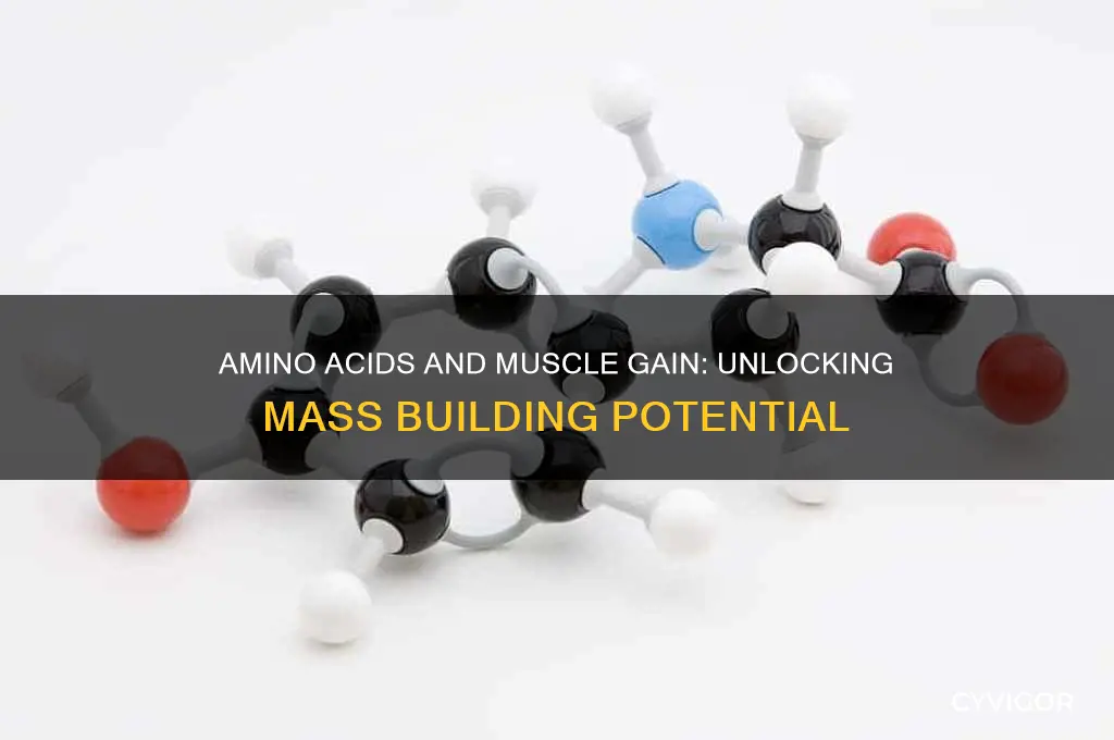 do amino acids help with muscle and mass gain