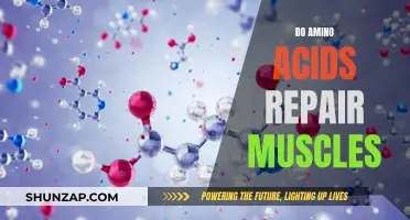 Amino Acids: Muscle Repair and Growth Powerhouses