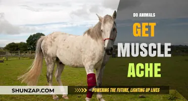Do Animals Experience Muscle Aches? Exploring the Science Behind It