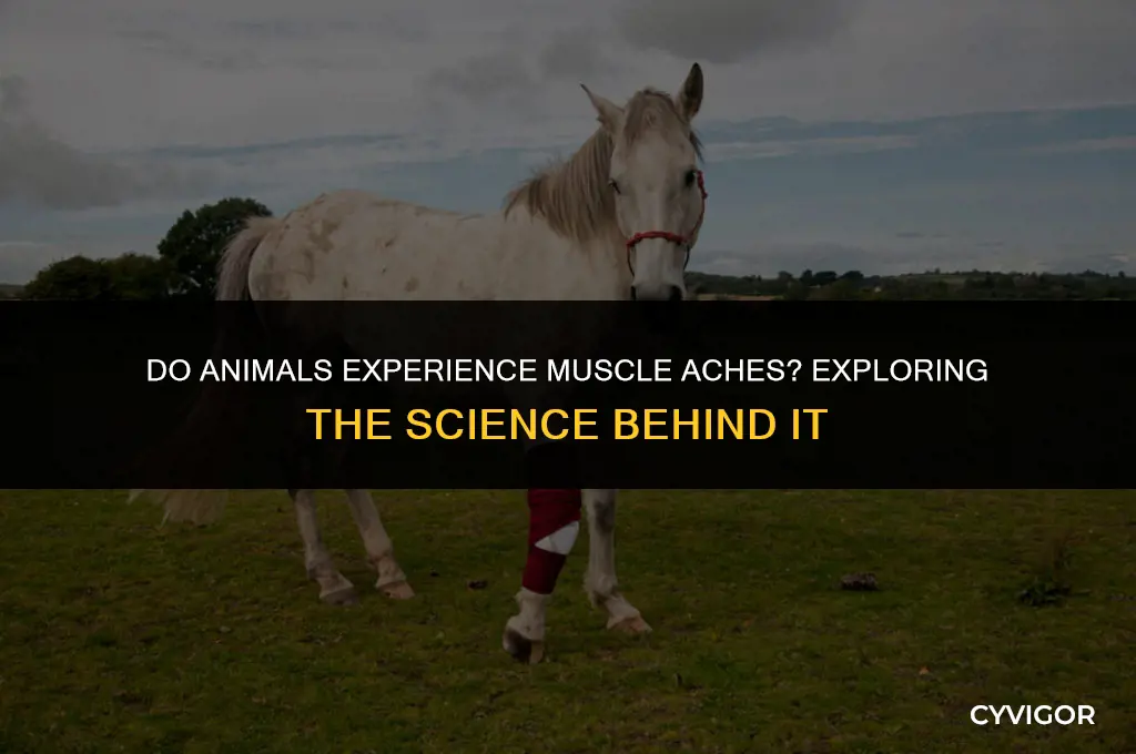 do animals get muscle ache