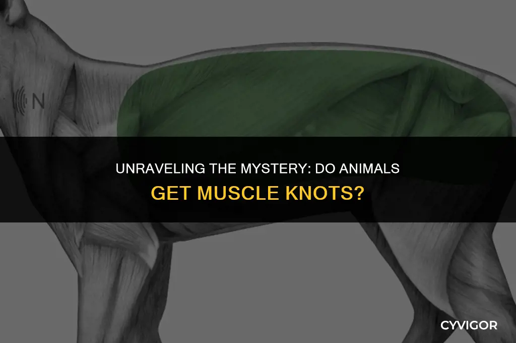 do animals get muscle knots