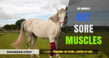 Do Animals Get Sore Muscles? Exploring the Science Behind It